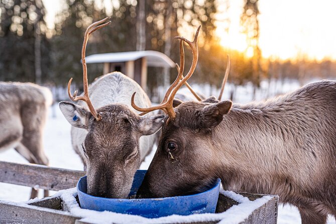 Half-Day Experience in Local reindeer farm in Lapland - Meeting and feeding the reindeer