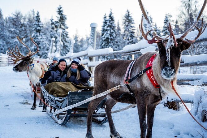 Half-Day Experience in Local reindeer farm in Lapland - Professional photos included in the price