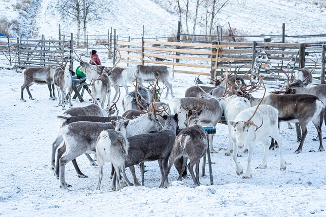 Half-Day Experience in Local reindeer farm in Lapland - Who will enjoy this morning most?