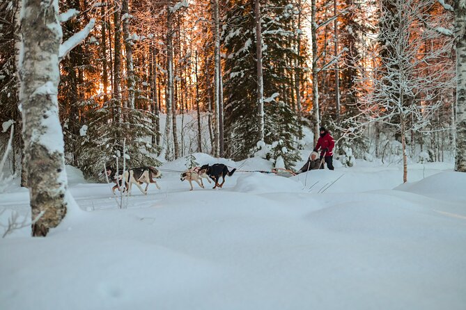 Half-Day Husky Safari and Salmon Ice Fishing Experience - Taking the reins behind an eager husky team