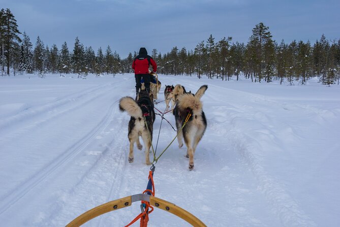 Half-Day Husky Safari and Salmon Ice Fishing Experience - What the small-group promise means