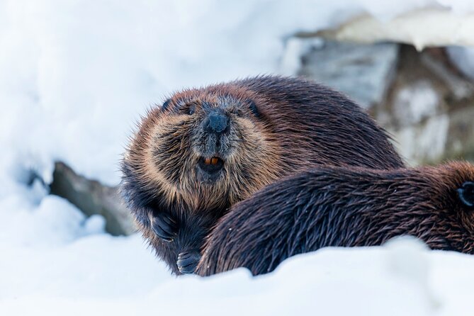 Half-Day Trip to Ranua Wildlife Park from Rovaniemi - Why Ranua is worth the one-hour drive