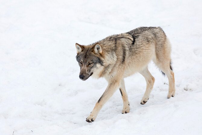 Half-Day Trip to Ranua Wildlife Park from Rovaniemi - A small group changes the feel of the day