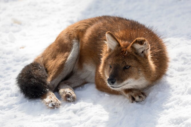 Half-Day Trip to Ranua Wildlife Park from Rovaniemi - Polar bears, reindeer, and other northern animals