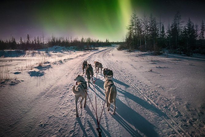 Hunting Northern Lights with Husky - The Northern Lights search after the ride