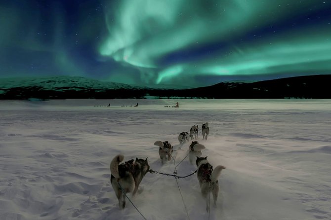 Hunting Northern Lights with Husky - Meeting the working huskies