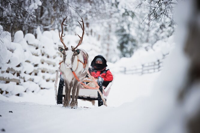 Husky and Reindeer Experience - What this Rovaniemi tour is really offering