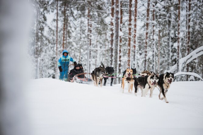 Husky and Reindeer Experience - Husky farm: the most exciting few minutes