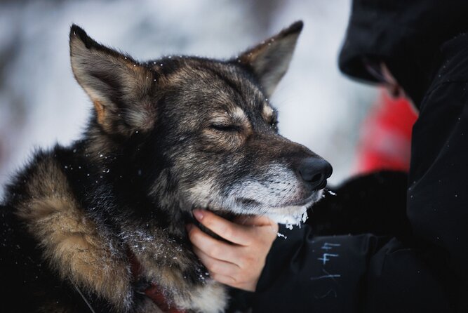 Husky and Reindeer Experience - Who will enjoy this experience most