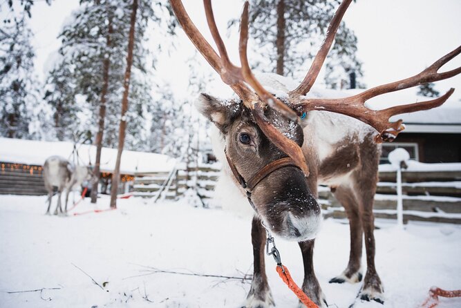 Husky and Reindeer Experience - Meeting the reindeer and taking the first sleigh ride