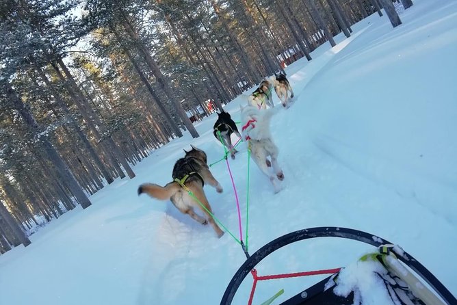Husky safari - Booking, cancellation, and practical limits