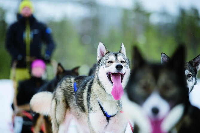 Husky Safari from Levi 2 KM or 5 KM with Husky Sledge Ride - Key points to know before you book