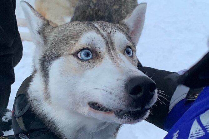 Husky Safari from Levi 2 KM or 5 KM with Husky Sledge Ride - Meeting the huskies before the ride