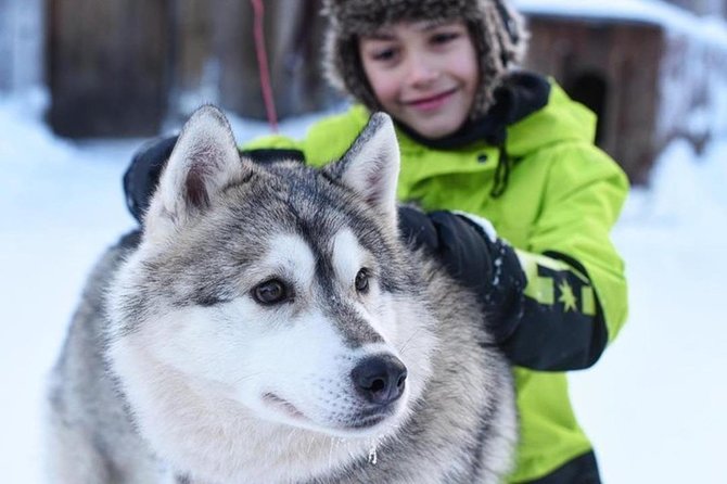 Husky Safari from Levi 2 KM or 5 KM with Husky Sledge Ride - Snowy woods, speed, and Arctic quiet