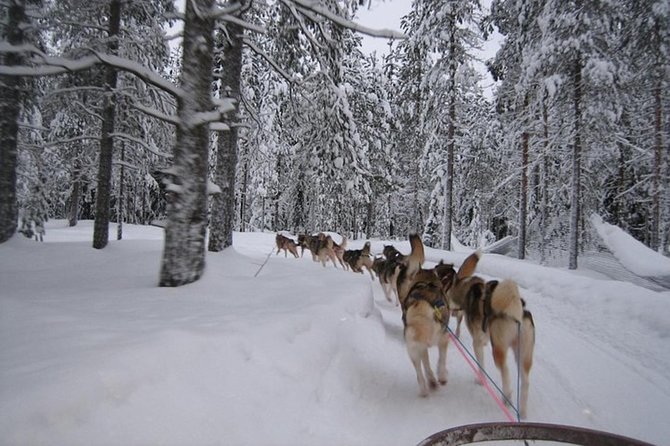 Husky Safari from Levi 2 KM or 5 KM with Husky Sledge Ride - How much time you actually spend at the farm