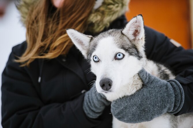 Husky Safari from Levi 2 KM or 5 KM with Husky Sledge Ride - Clothing and comfort at minus 30