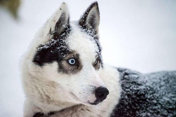 Husky Safari from Levi 2 KM or 5 KM with Husky Sledge Ride - Is $202.84 per person fair?