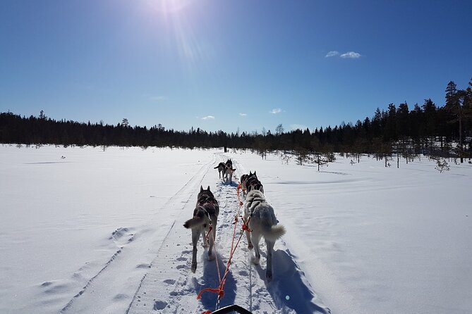 Husky Safari from Levi 2 KM or 5 KM with Husky Sledge Ride - What the 2 km and 5 km rides are really like