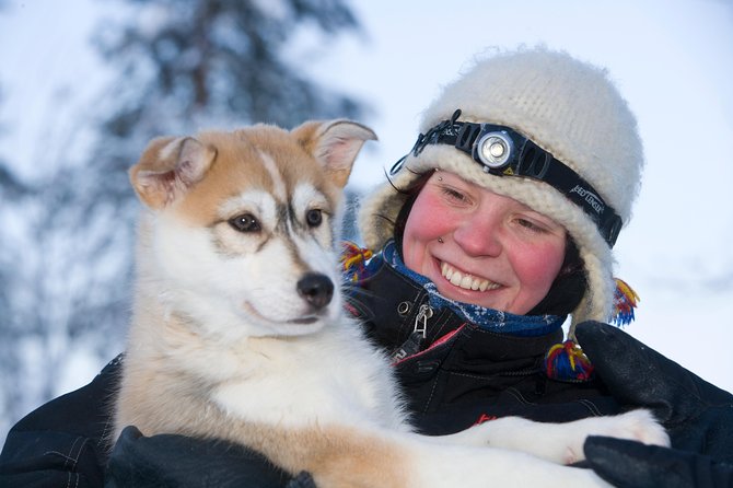 Husky Safari from Rovaniemi Including a Husky Sled Ride - A husky ride with real Lapland atmosphere