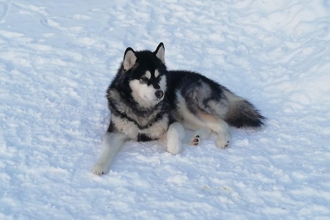 Husky safari - Taking turns behind the sled
