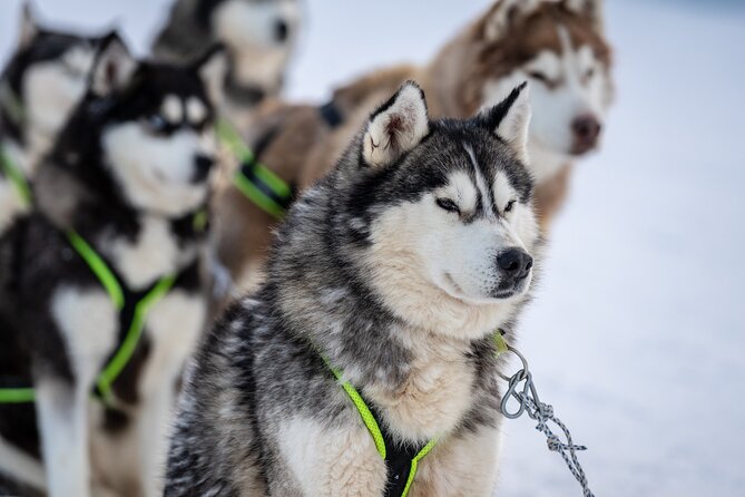 Husky Sledding Self-driving in Rovaniemi - Leaving Rovaniemi for a Quiet Forest