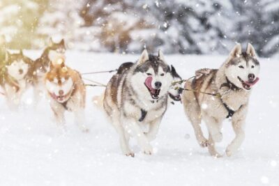 Husky Sledding Self-driving in Rovaniemi
