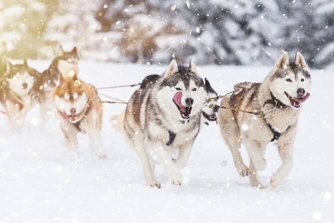 Husky Sledding Self-driving in Rovaniemi - Learning to Handle a Husky Sled