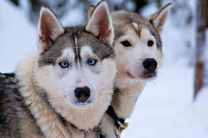 Ice Fishing and Husky - Time for photographs and questions