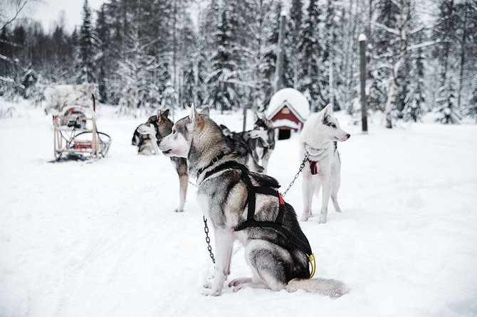 Ice Fishing and Husky - Salmon by the bonfire