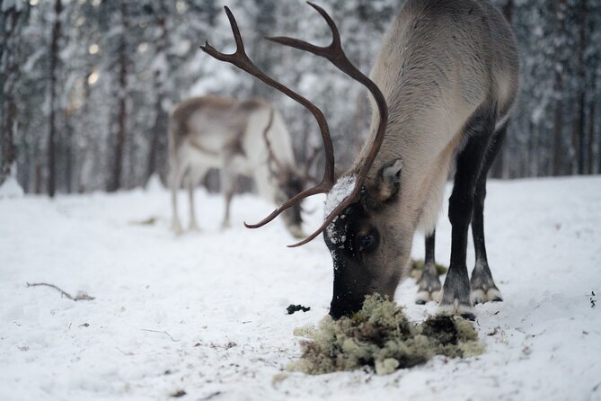 Ivalo: Aurora Hunting with Reindeer - Waiting for the northern lights without a false promise