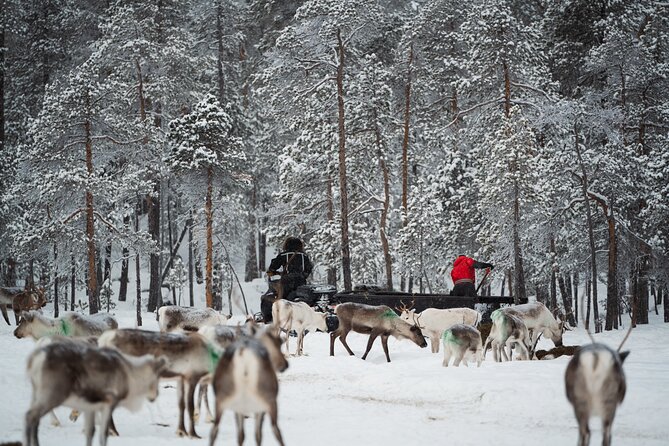 Ivalo: Reindeer herd and fishing experience - Why this feels different from a standard reindeer ride