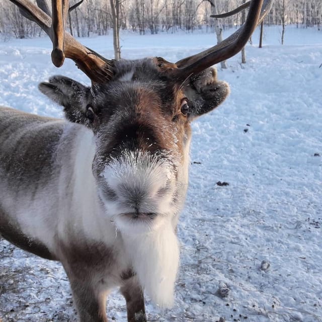 Ivalo: Snowmobile Safari, Meet and Feed Reindeers with Lunch - Sharing the snowmobile and taking the controls