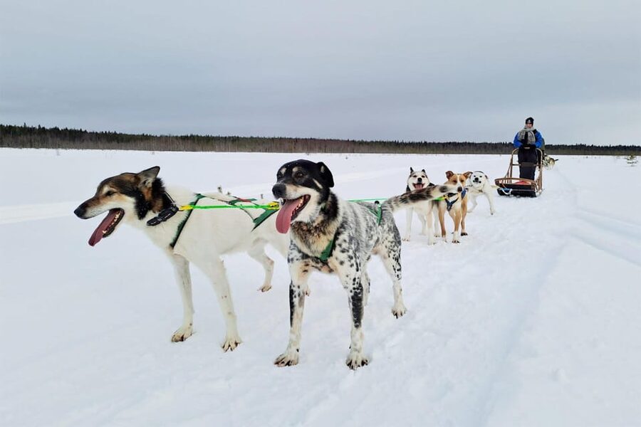 Kemi-Tornio: Husky Sled Ride with Hot Drink - Key points to know before booking