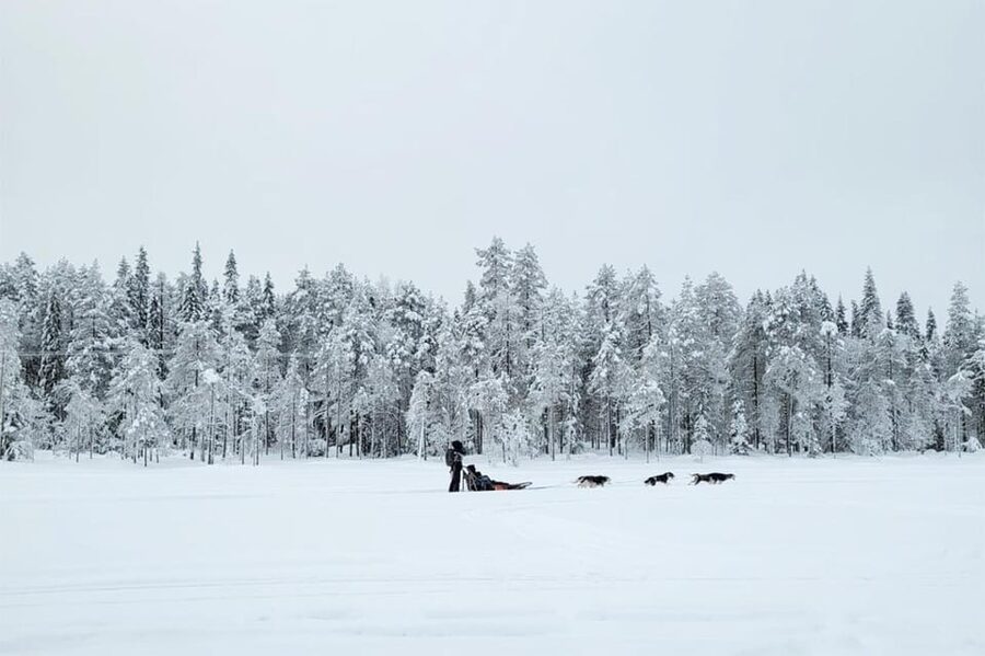 Kemi-Tornio: Husky Sled Ride with Hot Drink - Starting at Sea Lapland Safaris in Kemi