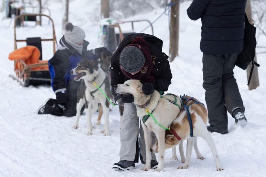 Kemi-Tornio: Husky Sled Ride with Hot Drink - Taking control of a sled for 5 kilometers