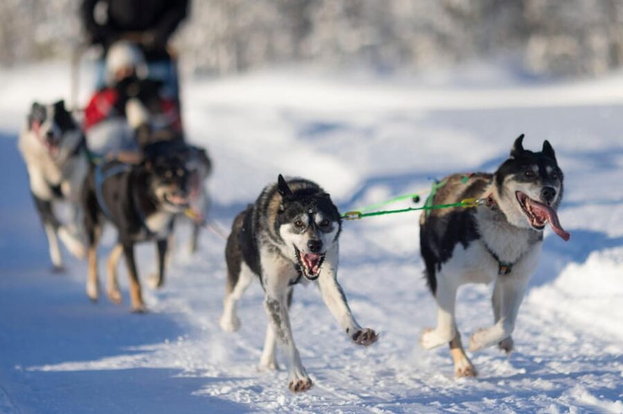 Kemi-Tornio: Husky Sled Ride with Hot Drink - Meeting the Alaskan huskies before the trail