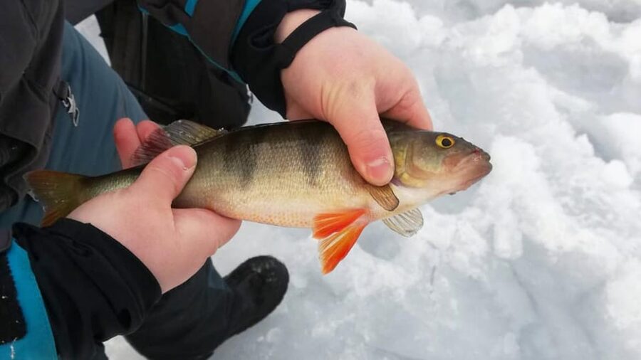 Kemi-Tornio: Ice Fishing Safari with Snowmobiles - Key points to know before booking