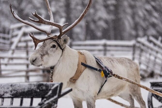 Kuoksa Reindeer Farm Visit with a Short Sleigh Ride - Why Kuoksa Reindeer Farm feels different from a fast Arctic excursion