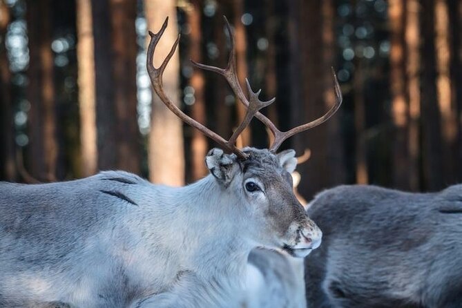 Kuoksa Reindeer Farm Visit with a Short Sleigh Ride - The Lappish herding story behind the sleigh