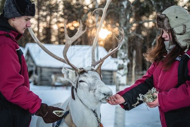 Kuoksa Reindeer Farm Visit with a Short Sleigh Ride - What the short sleigh ride is really like