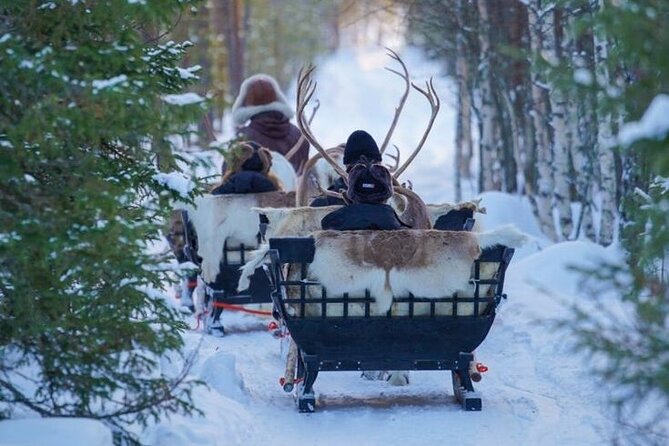 Kuoksa Reindeer Farm Visit with a Short Sleigh Ride - Arriving at the farm and meeting the reindeer