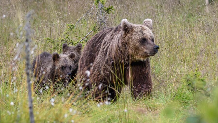 Kuusamo: Bear watching evening - Key points to know before booking