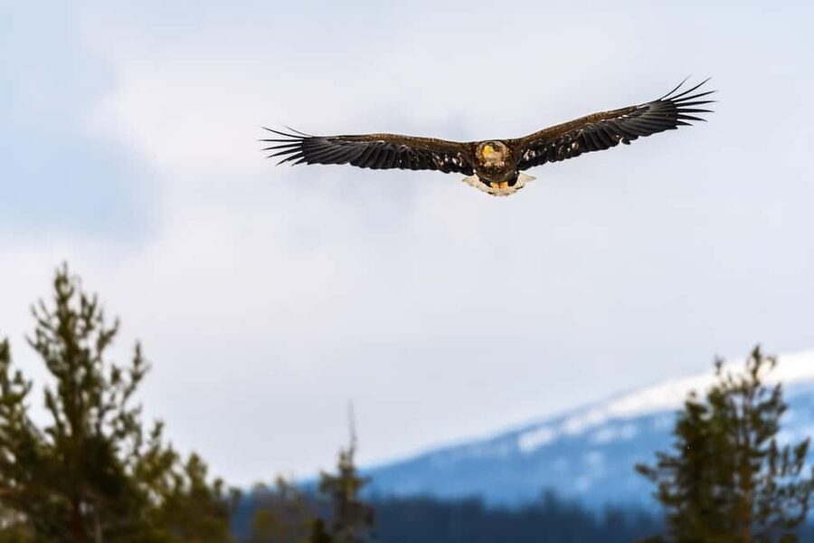 Kuusamo: Bear watching evening - Booking value and cancellation flexibility