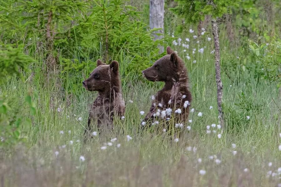 Kuusamo: Bear watching evening - Watching bears in Finland’s Kuusamo taiga