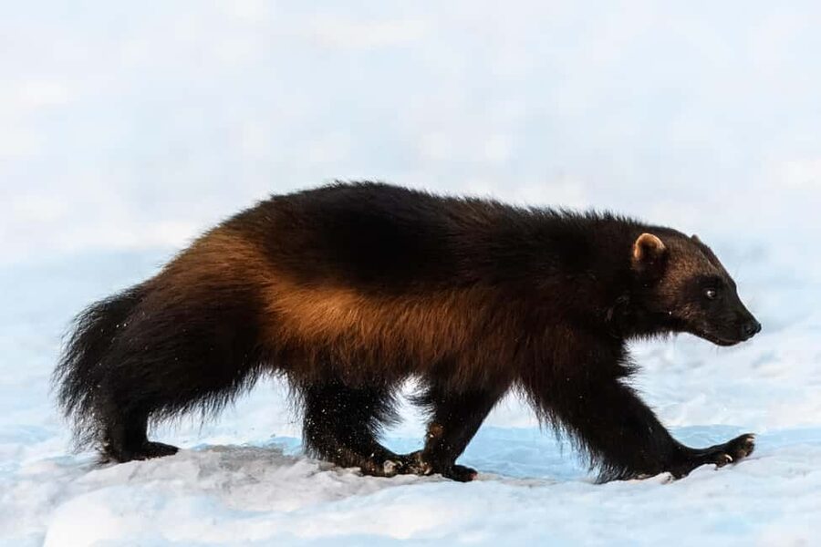 Kuusamo: Bear watching evening - Photography help for beginners and serious camera users