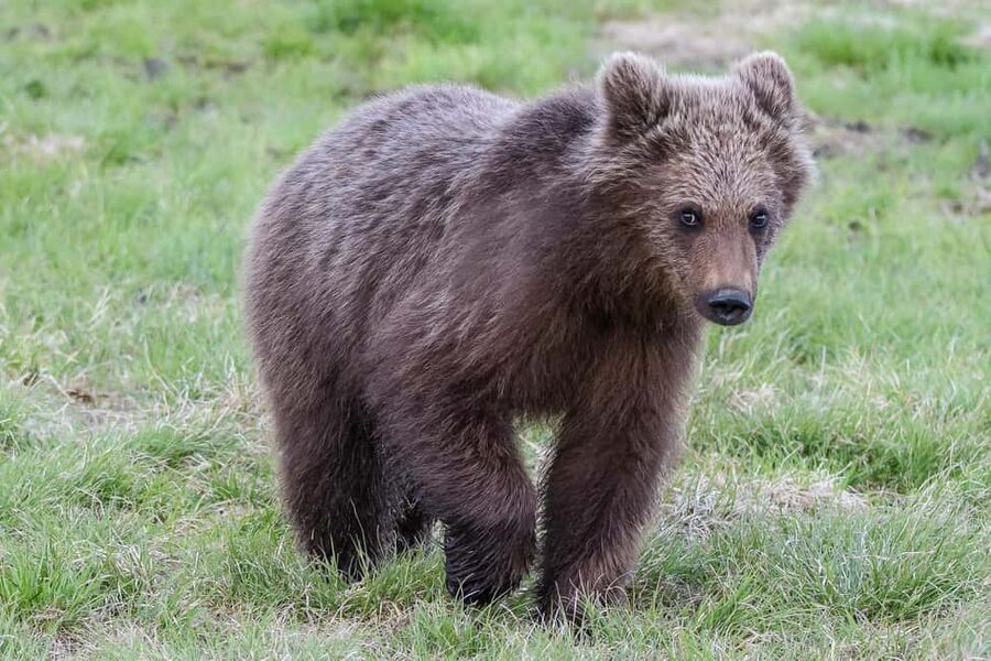 Kuusamo: Bear watching evening - What the guides add to the experience