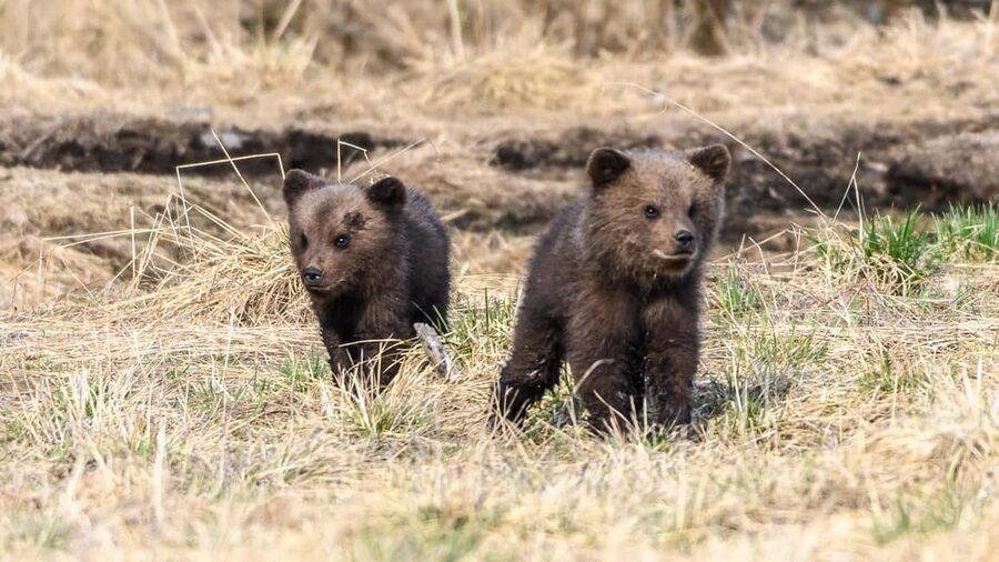Kuusamo: Bear watching evening - The 99 percent sighting promise