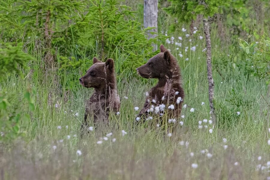 Kuusamo: Bear watching evening - Getting there and planning the rest of your day