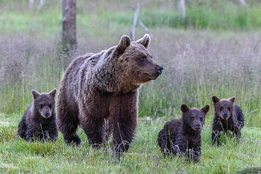 Kuusamo: Bear watching evening - The evening schedule and changing light