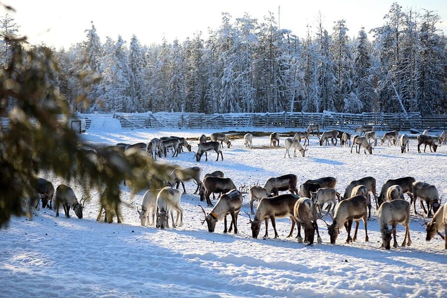 Kuusamo: Morning Feeding of Hundreds of Reindeer - Key points to know before you go